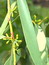 Eucalyptus globulus, Eukalyptus, Färbepflanze, Färberpflanze, Pflanzenfarben,  färben, Klostergarten Seligenstadt